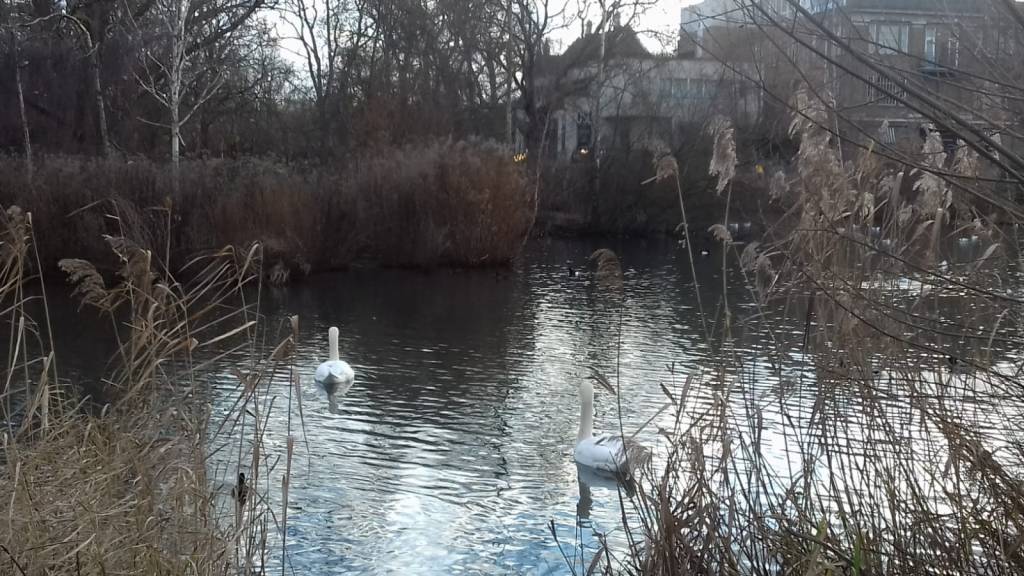 This image has an empty alt attribute; its file name is swans-barnes-pond.jpeg